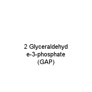 2 Glyceraldehyde-3-phosphate (GAP)